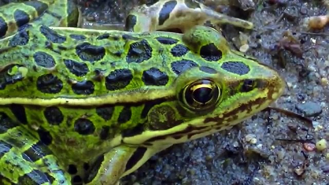 **CRAZY** Fun Learning with : Monster Trucks, Animals, Trains, Dinosaurs, Shapes,Colors,Nu