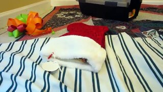 Super Cute Tortie Foster Kitten Crawling Out of Santa Christmas Hat 3 Weeks Old
