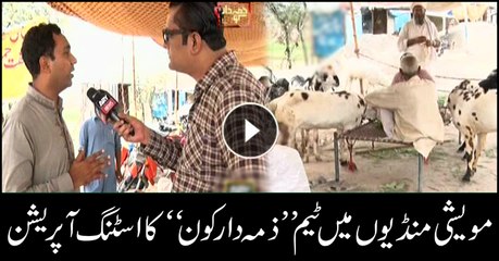 Zimmedar Kon team conducts sting operation at cattle market