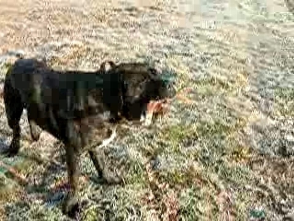 Kéops joue avec un baton