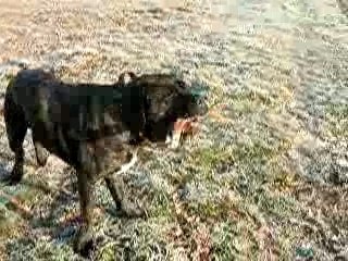 Kéops joue avec un baton