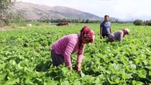 İnsuyu'nda fasulye hasadı devam ediyor - BURDUR