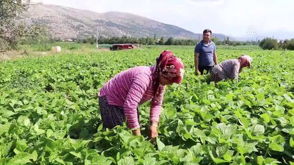 İnsuyu'nda fasulye hasadı devam ediyor - BURDUR