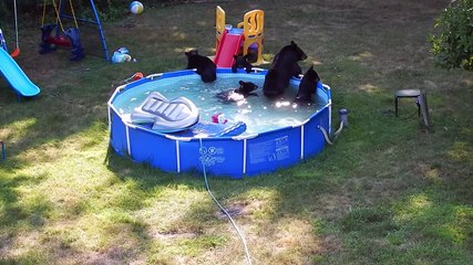 Familia de osos se baña en piscina hinchable