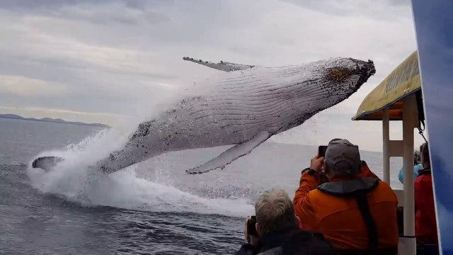 ¡Ballena salta fuera del agua a pocos metros de turistas!