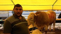 Hayvan pazarının gözdesi 'paşa' satıldı - TEKİRDAĞ