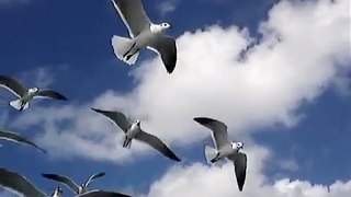 birds in flight up close and personal