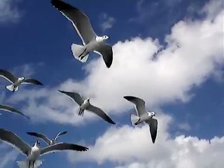 birds in flight up close and personal