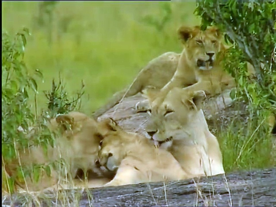 Wildest Africa - Nature Documentary