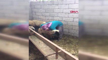 Adana Çalınan Koyunlarına Kavuşan Besici Kadın Bunlar Benim Canım Hd