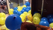 Beagles Vs 100 Minion Balloons , Funny Beagle Dogs Louie & Marie