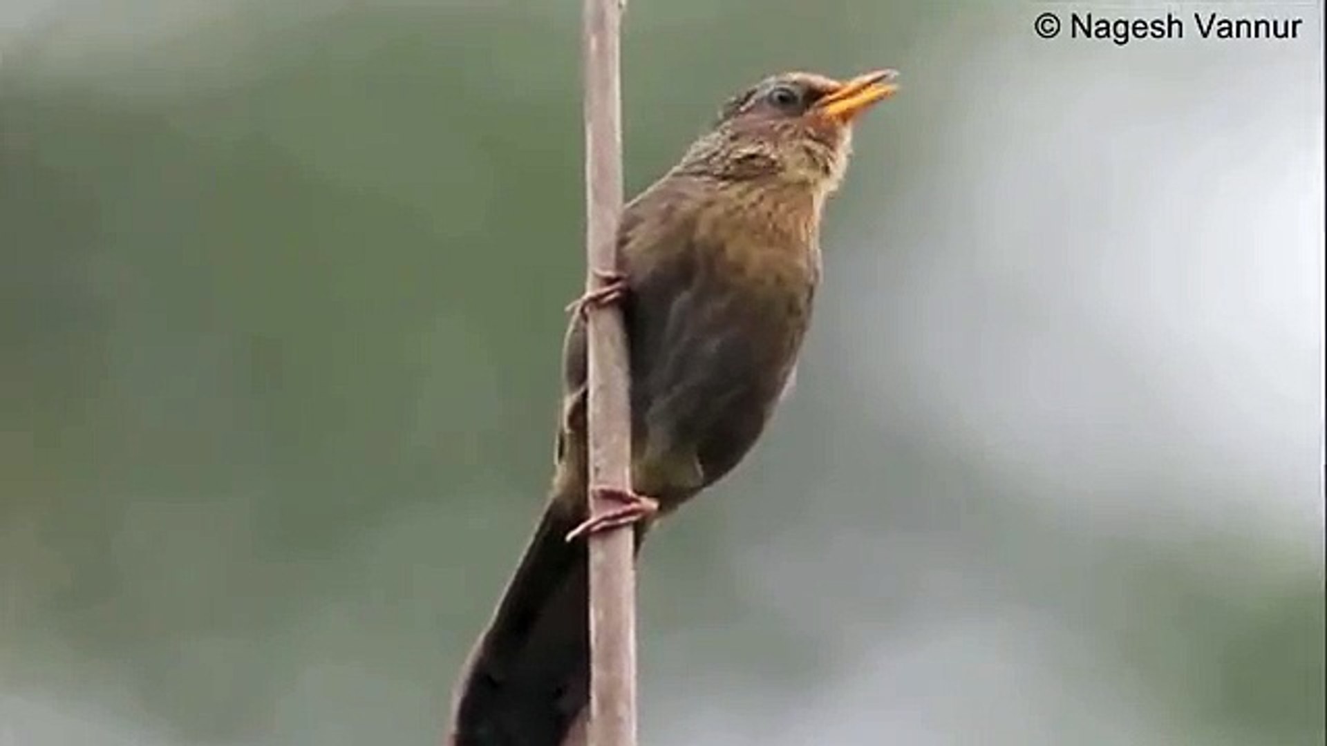 ⁣Amazing! Bird sounds from the Jungle Babbler Nagesh Vannur Karnataka Wildlife India