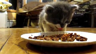 Kitten Found in Fridge Eating