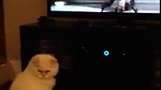 Persian cat watching Cats and Dogs