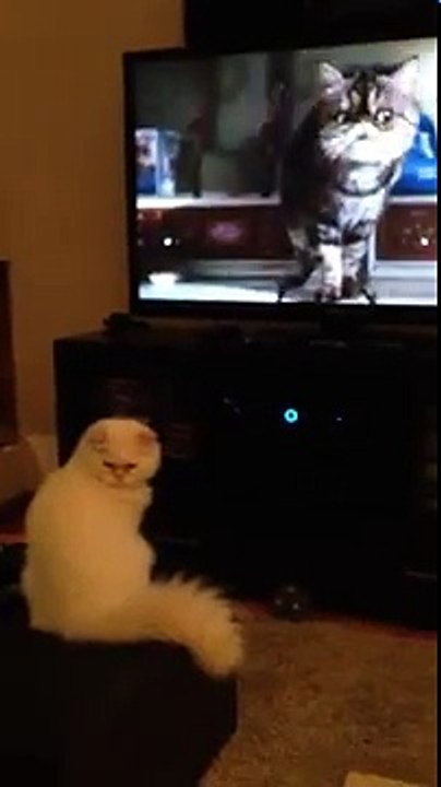 Persian cat watching Cats and Dogs
