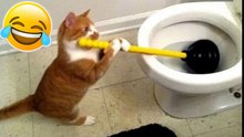 Animals Doing Things  Funny Cat and Dog Videos Compilation (2018)