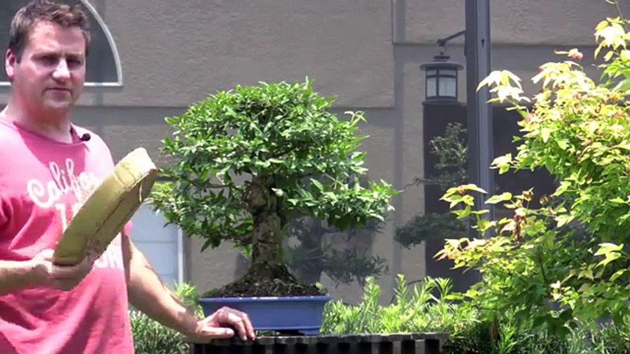 Bonsai Working the Roots