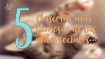 Las 5 MASCOTAS mas famosas de las REDES SOCIALES.....5 most famous pets of social networks!!!