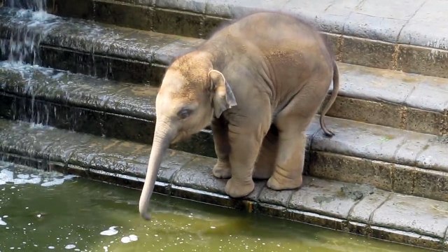 Un bébé éléphant adorable découvre les joies de la baignade