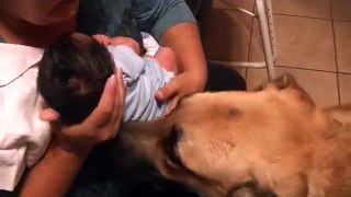 German Shepherd Dogs Meeting a Baby