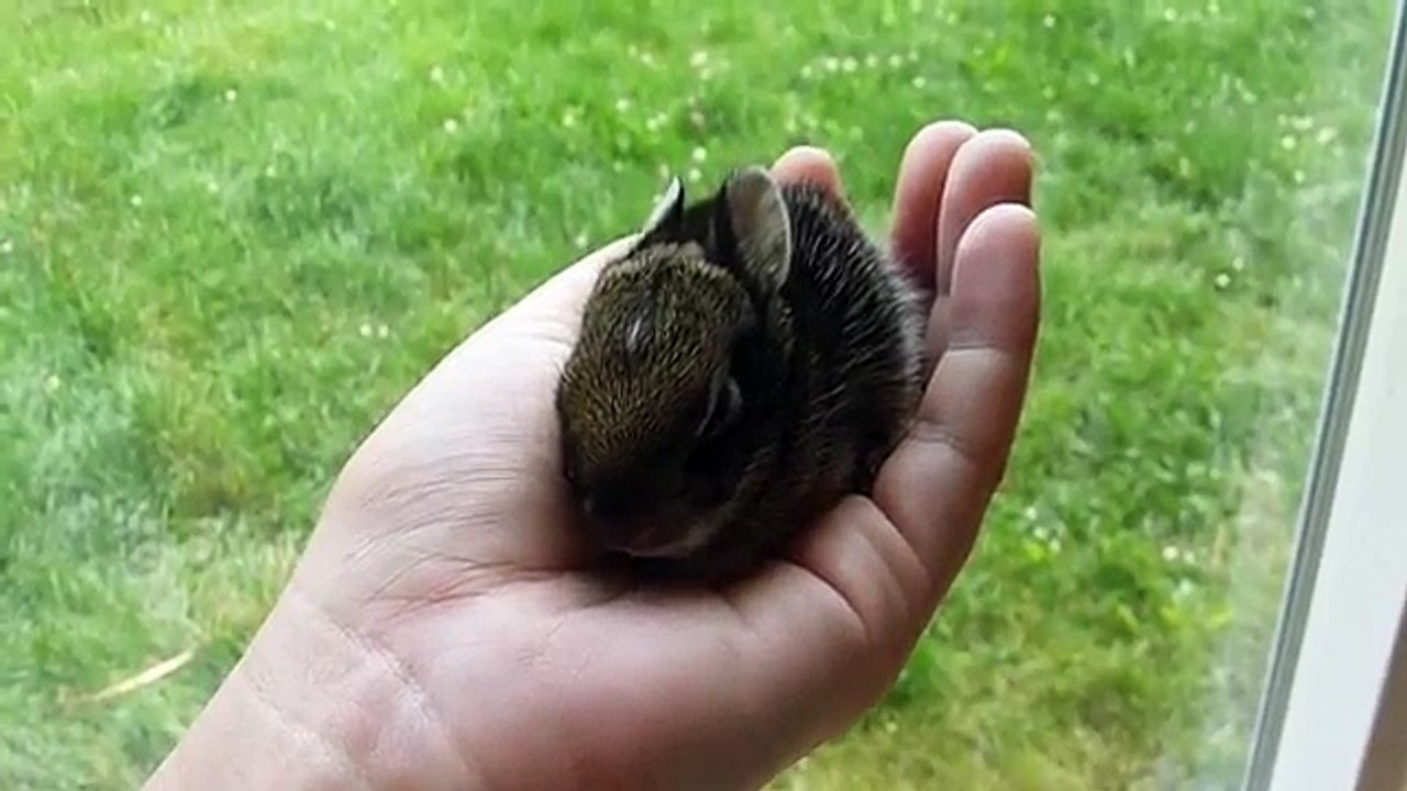 feeding wild cottontail baby rabbit video Dailymotion