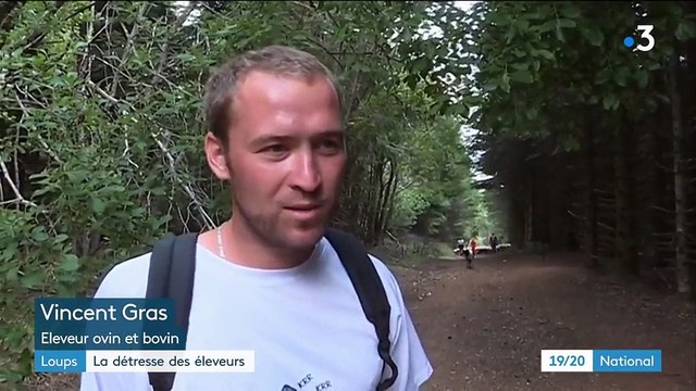 Loups : la détresse des éleveurs