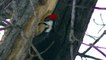 STUNNING Woodpecker LOOKING FOR FOOD Brutal Cold Minnesota Winter !