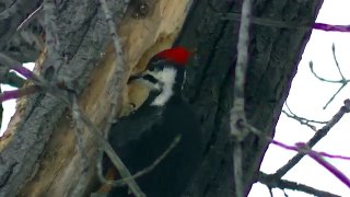 STUNNING Woodpecker LOOKING FOR FOOD Brutal Cold Minnesota Winter !