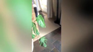 Koala Breaks Into House | Cutest Robber Ever