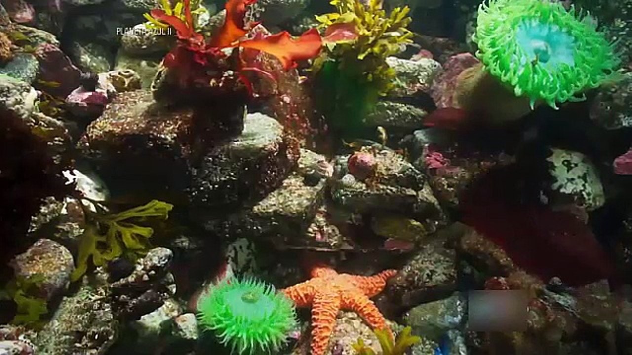 Planeta Azul 2 - Ep6 - Costas