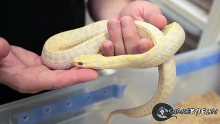 Snake Bytes TV Garter Snakes : SnakeBytesTV