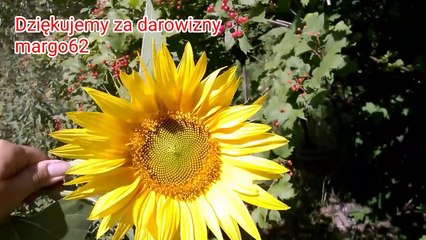 98. Kwiat Slonecznika