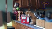 Are ORANGE CATS the FUNNIEST CATS? Super FUNNY COMPILATION that will make you DIE LAUGHING