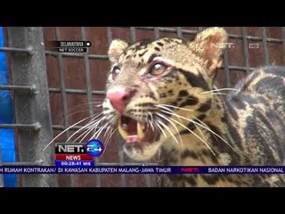 Macan Dahan Masuk ke Pemukiman Warga - NET 24