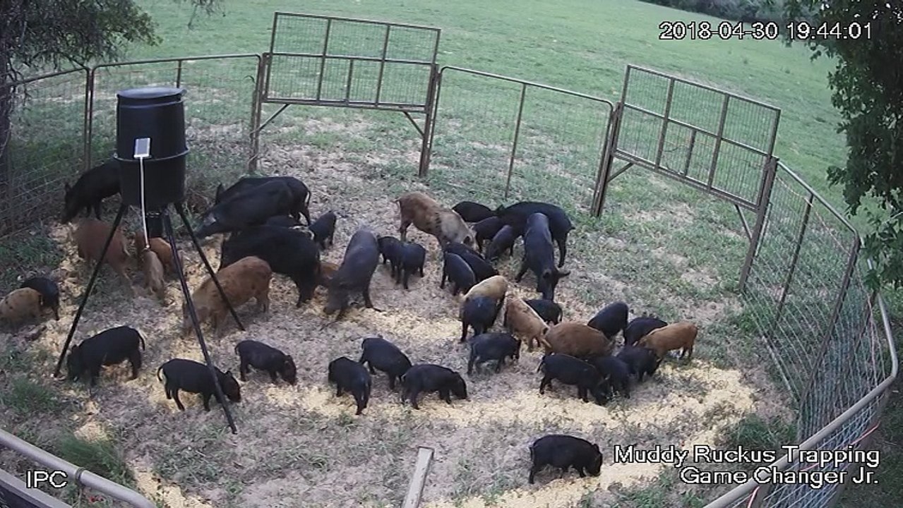 Trapping Forty Two Feral Hogs at Once
