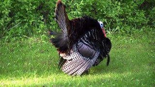 Male turkey strutting his stuff