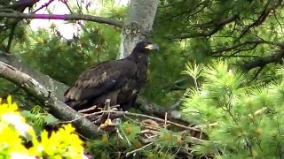 Baby Eagle Ready to Fly ! At :30