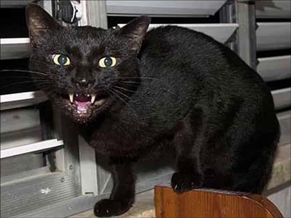 Scary Sound Angry, Fighting Cats