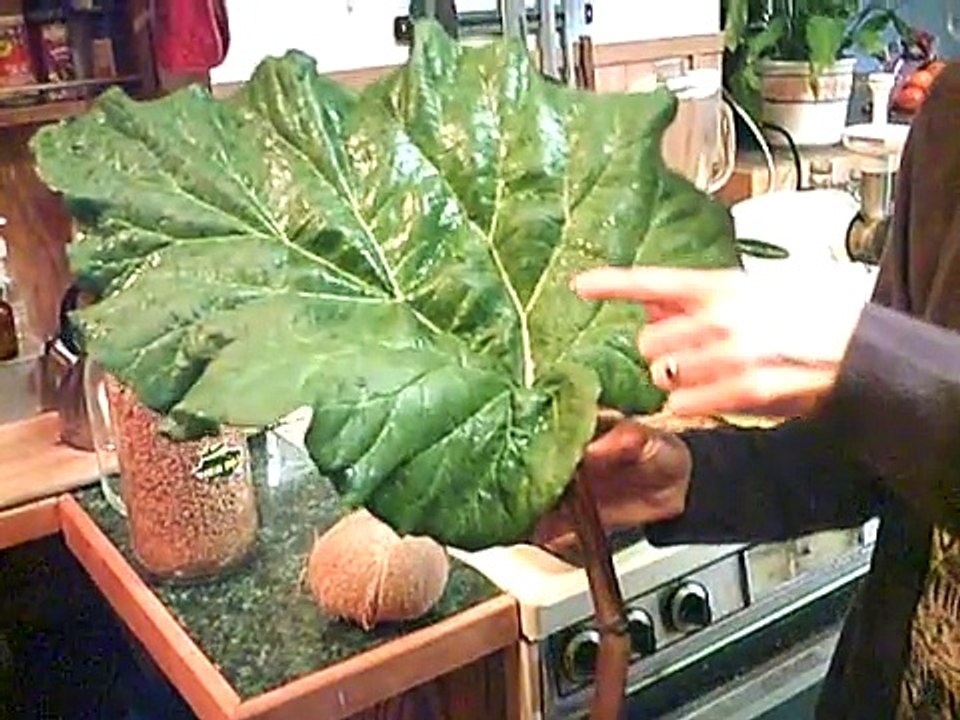 Raw Rhubarb Smoothie