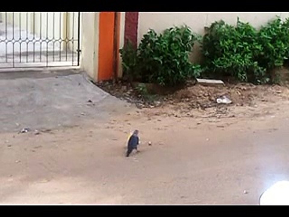Intelligent CROW