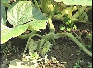 Giant Pumpkins