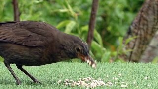 Birds in The Summer Garden : Filmed in Slow Motion