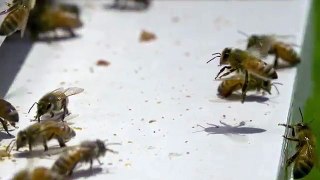 as featured on Gizmodo: WOW! Bees look amazing in slow motion!