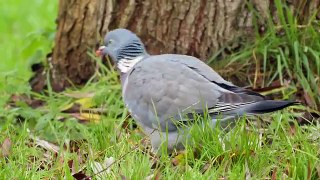 How to Attr Birds to Your Garden Tutorial