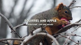 ENTERTAINMENT VIDEO FOR CATS. Cute squirrel eating an apple.