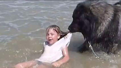 The whole world is saluting this dog, the senses will fly away | TODAY NEWS IN हिन्दी