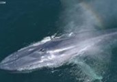 Drone Footage Shows Whales Close to Surface at Monterey Bay