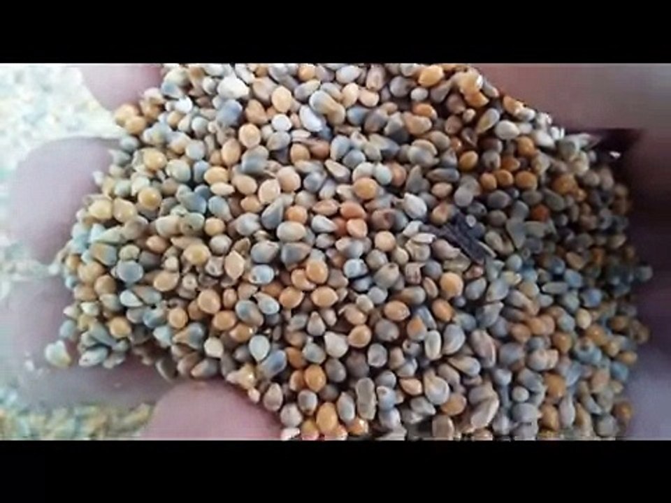Budgies Parrots mix seed proper diet in JULY END SUMMER  urdu_hindi.[HASNAT RAJPOOT]BUDGIES KINGDOM.