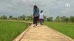 Bamboo bridge over rice field attracts visitors