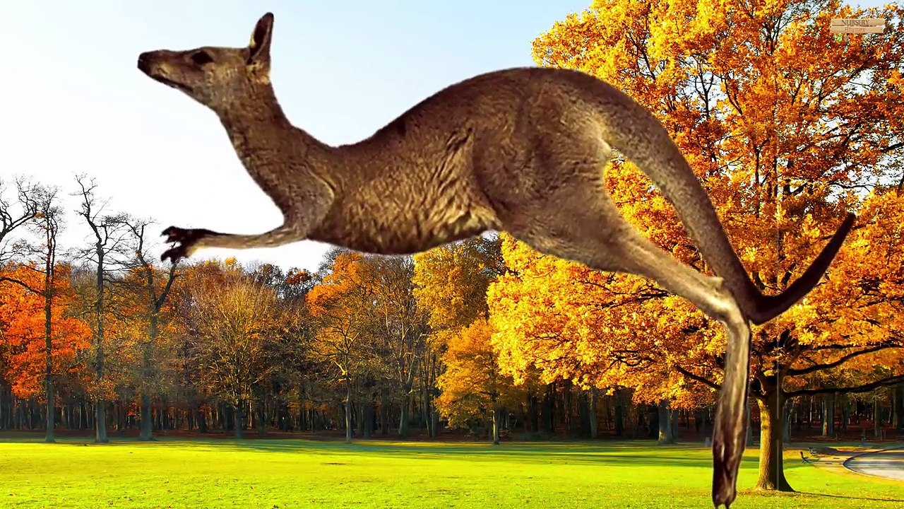 Learning Wild Animals names sounds for kids in English | Lion Elephant Zoo Animals for Tod